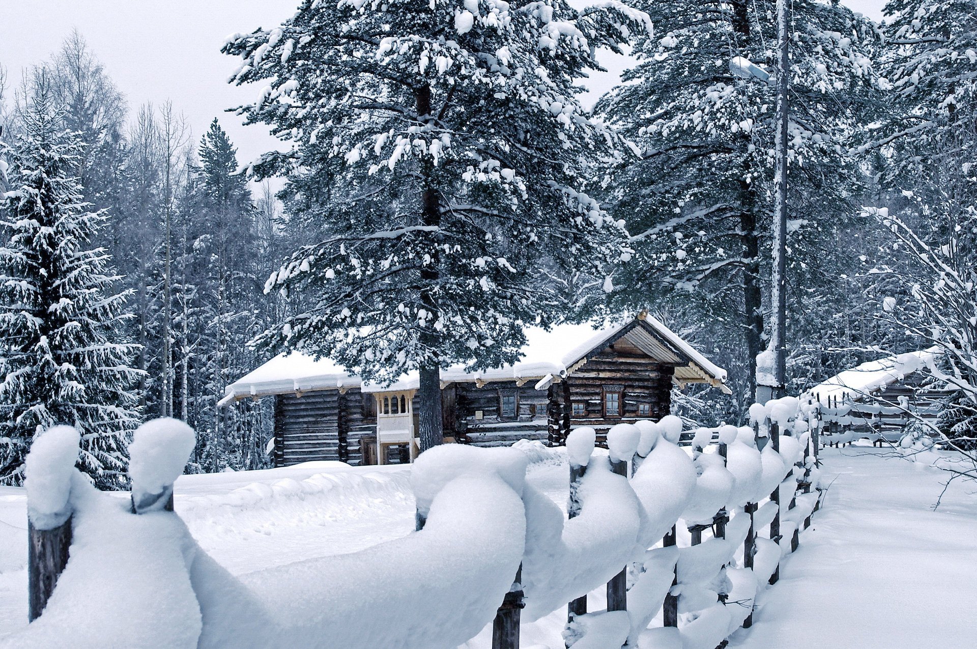 winter pine the fence house snow weather the snow