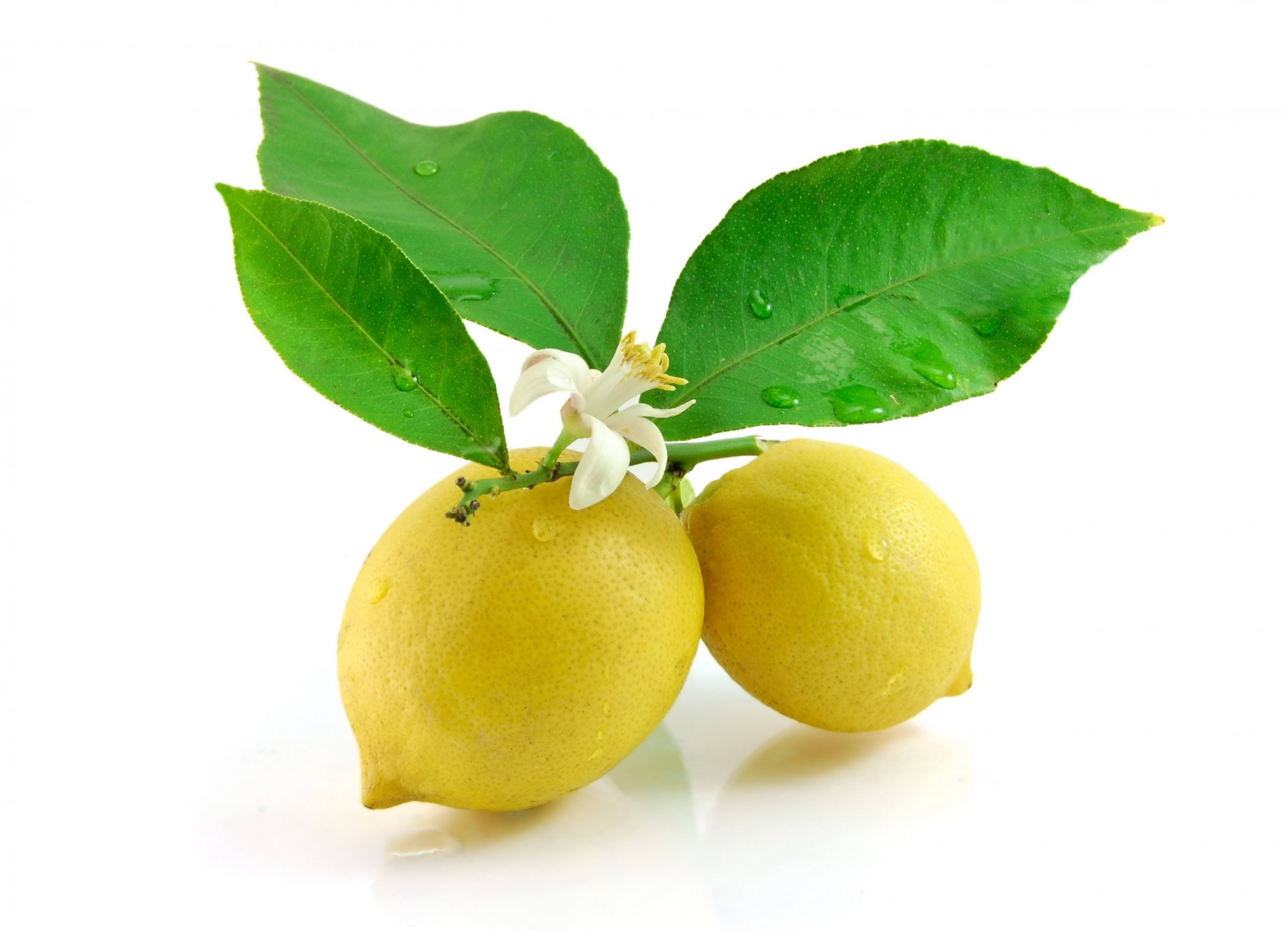 heet lemon white background flower