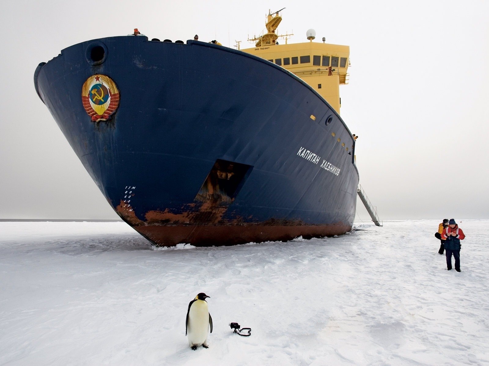 rompehielos pingüino hielo