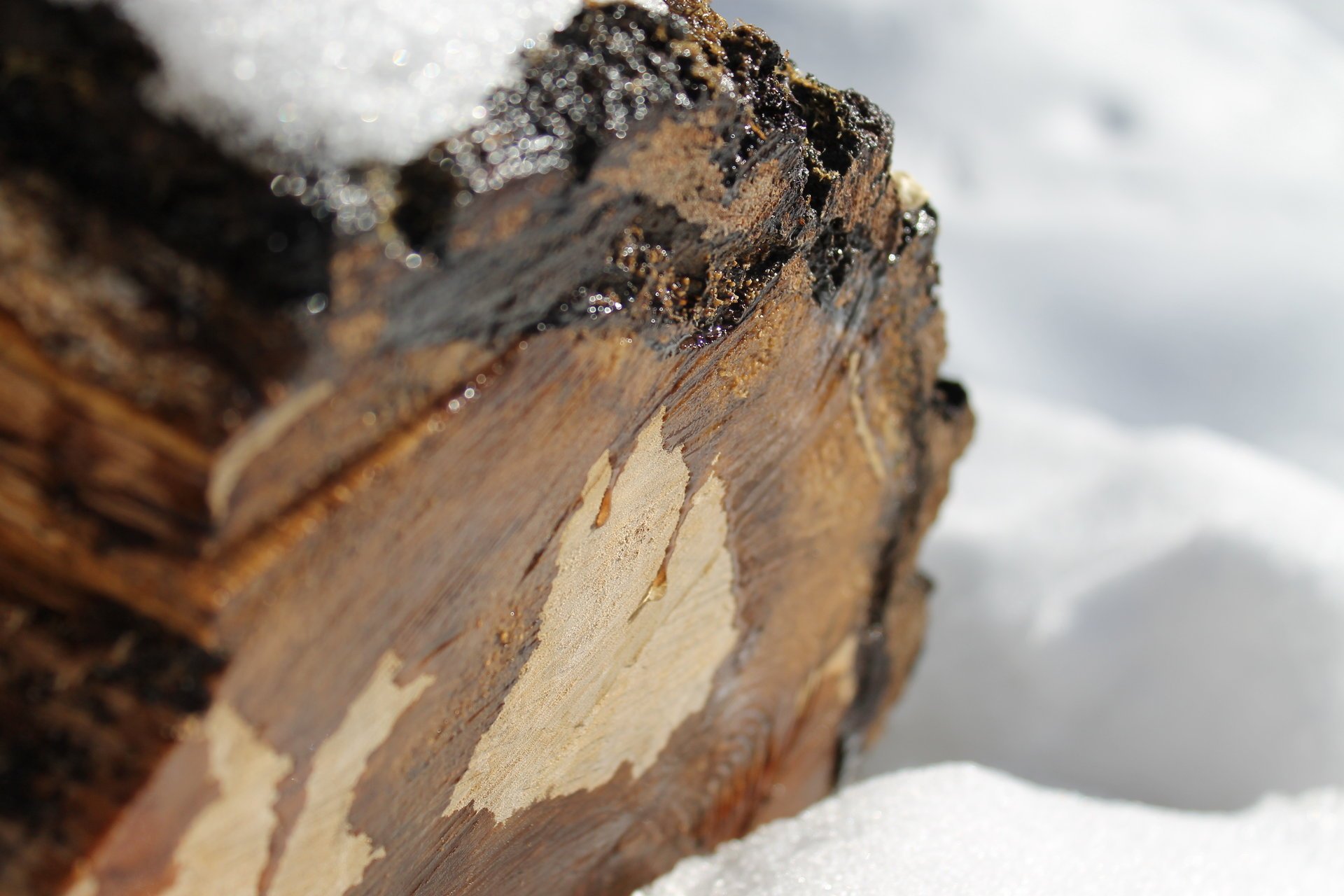 winter stump morning