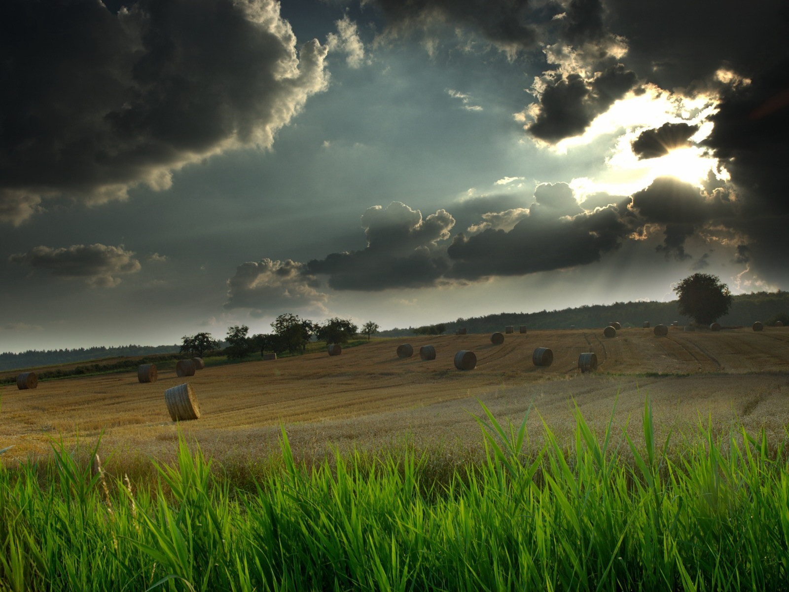 feld gras himmel licht