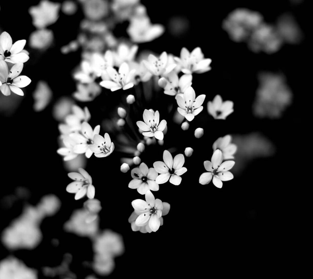 blumen natur schwarz und weiß