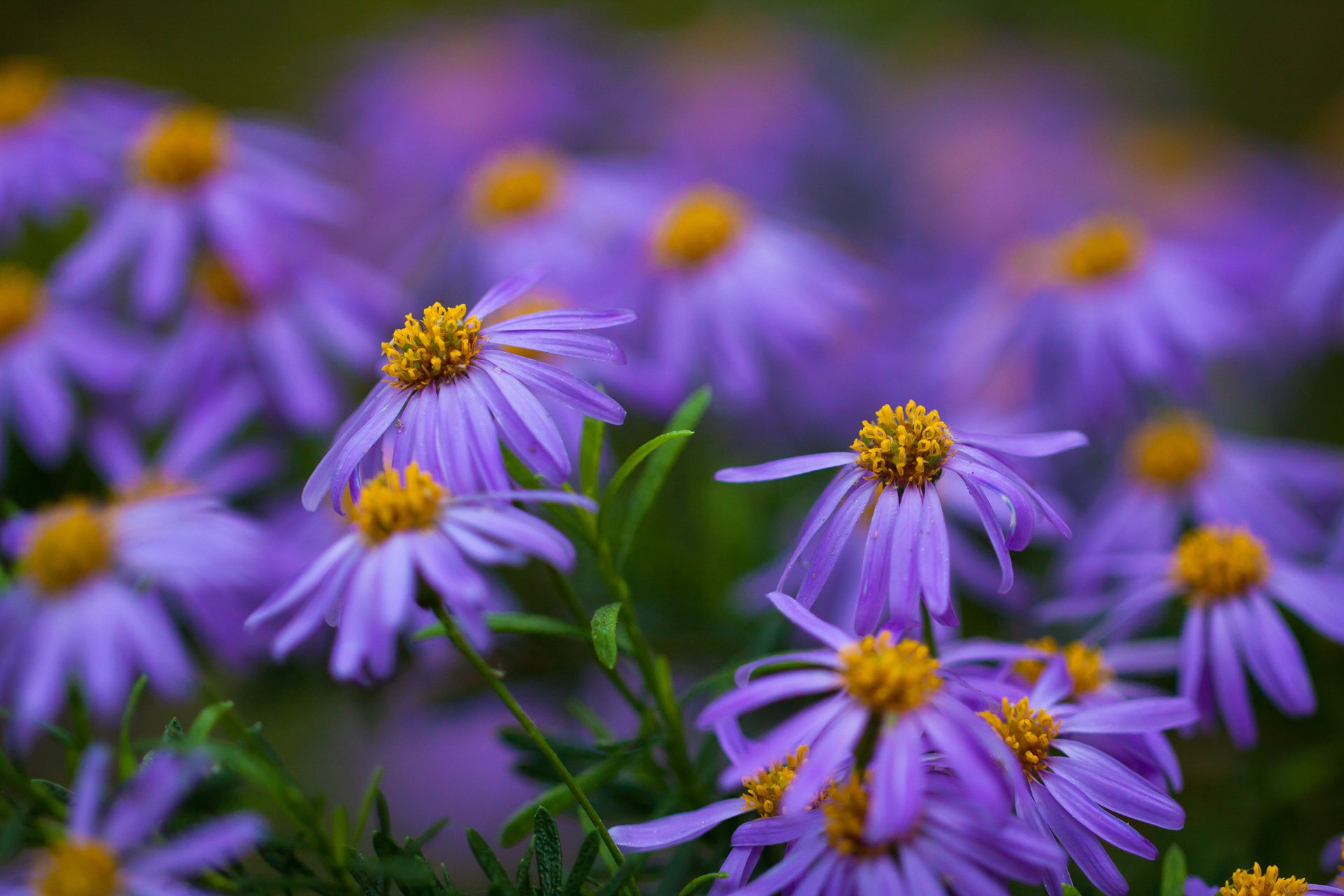 flowers yellow green purple