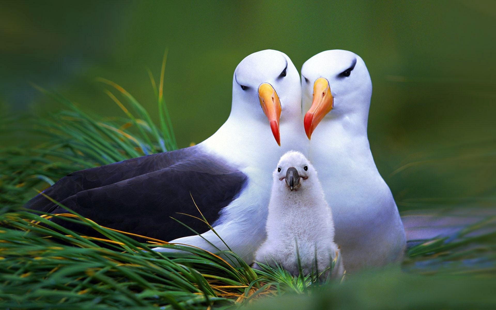 birds grass socket green background family chick