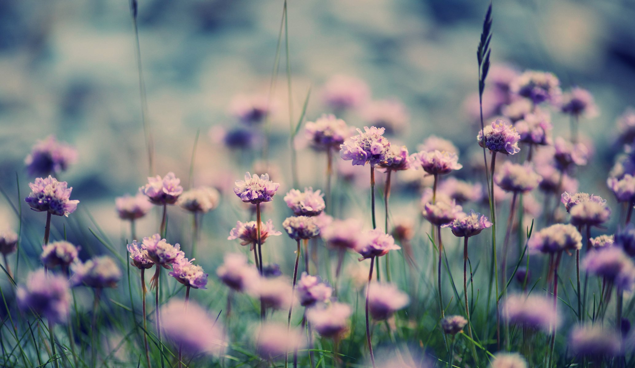 blumen gras sommer blühen