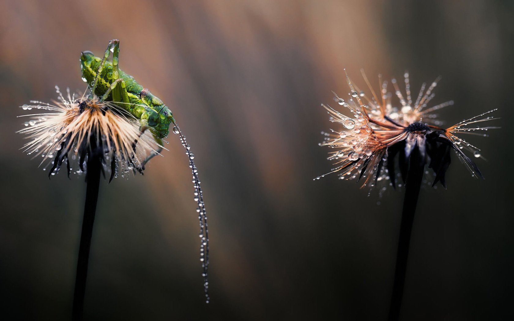 rosa macro grasshopper dandelion