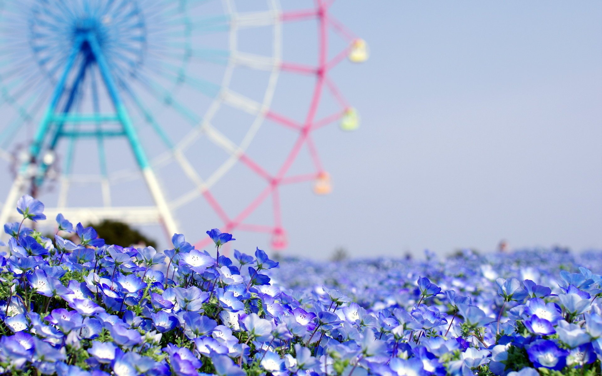 flowers background summer