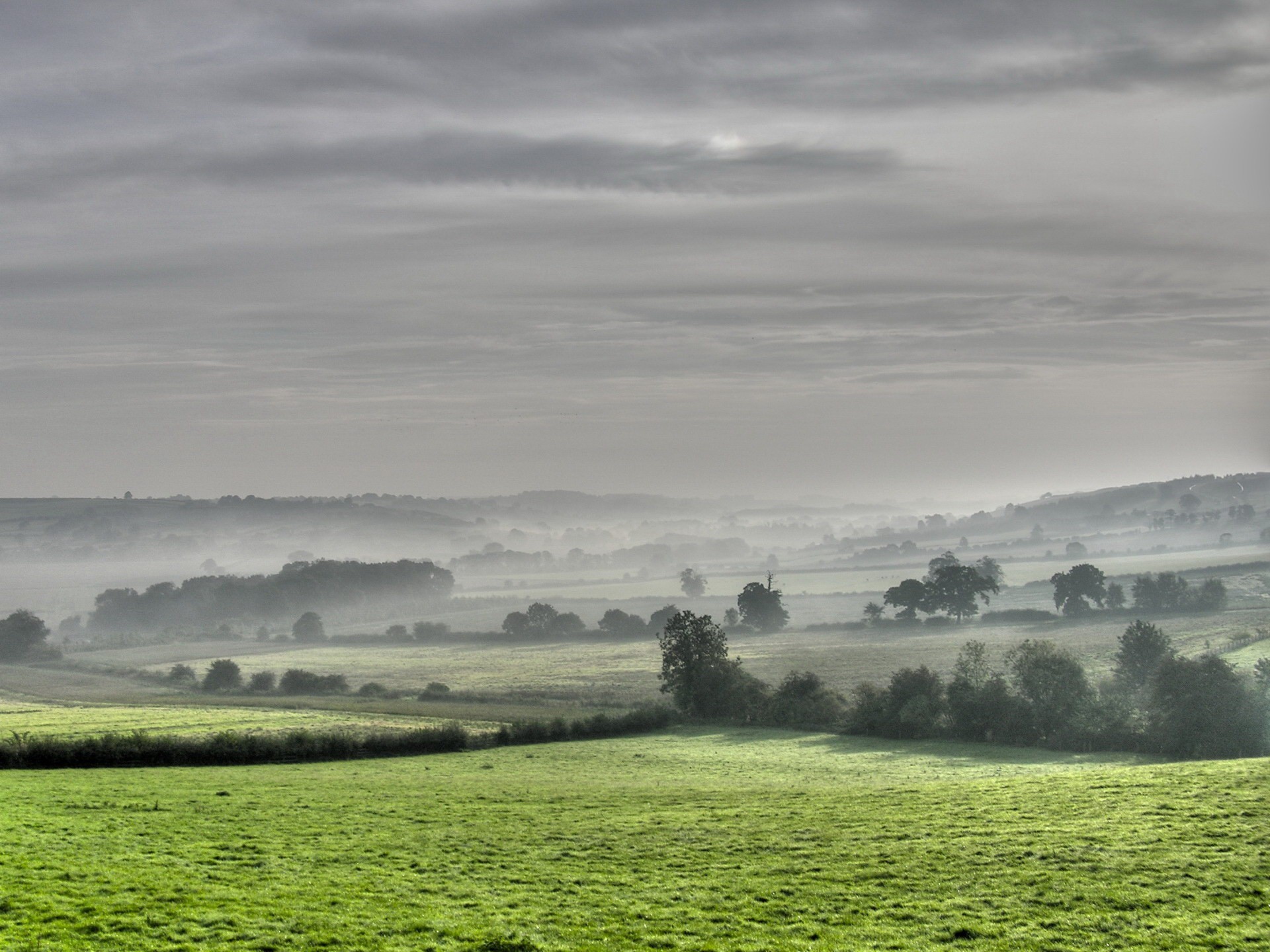 brouillard arbres champs