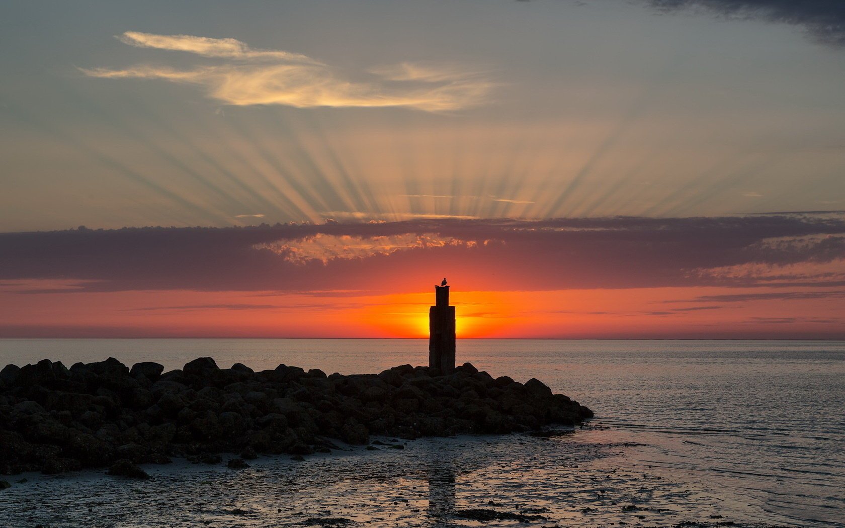 unset bird sea landscape