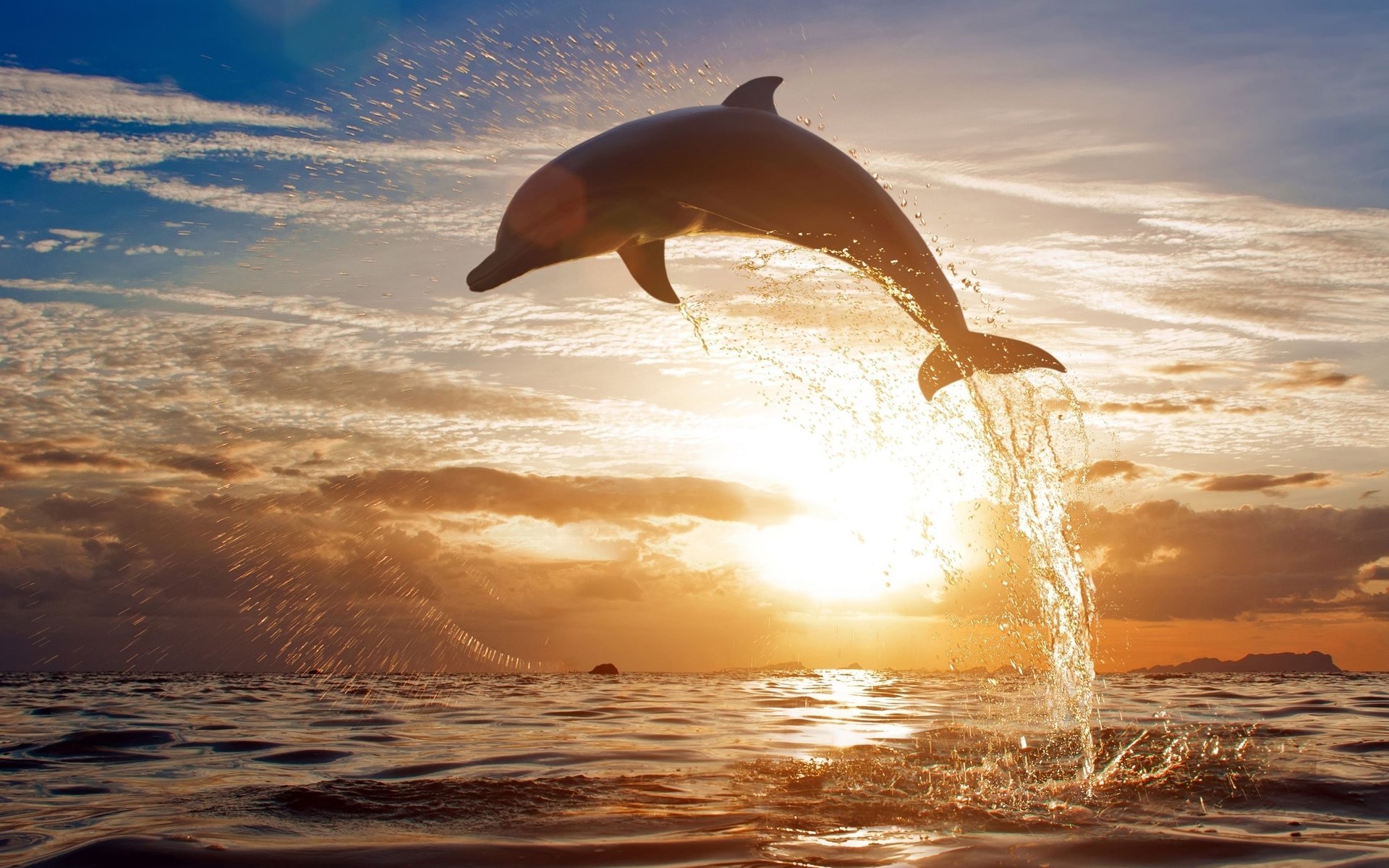 dolphin the ocean sunset water squirt clouds the sky