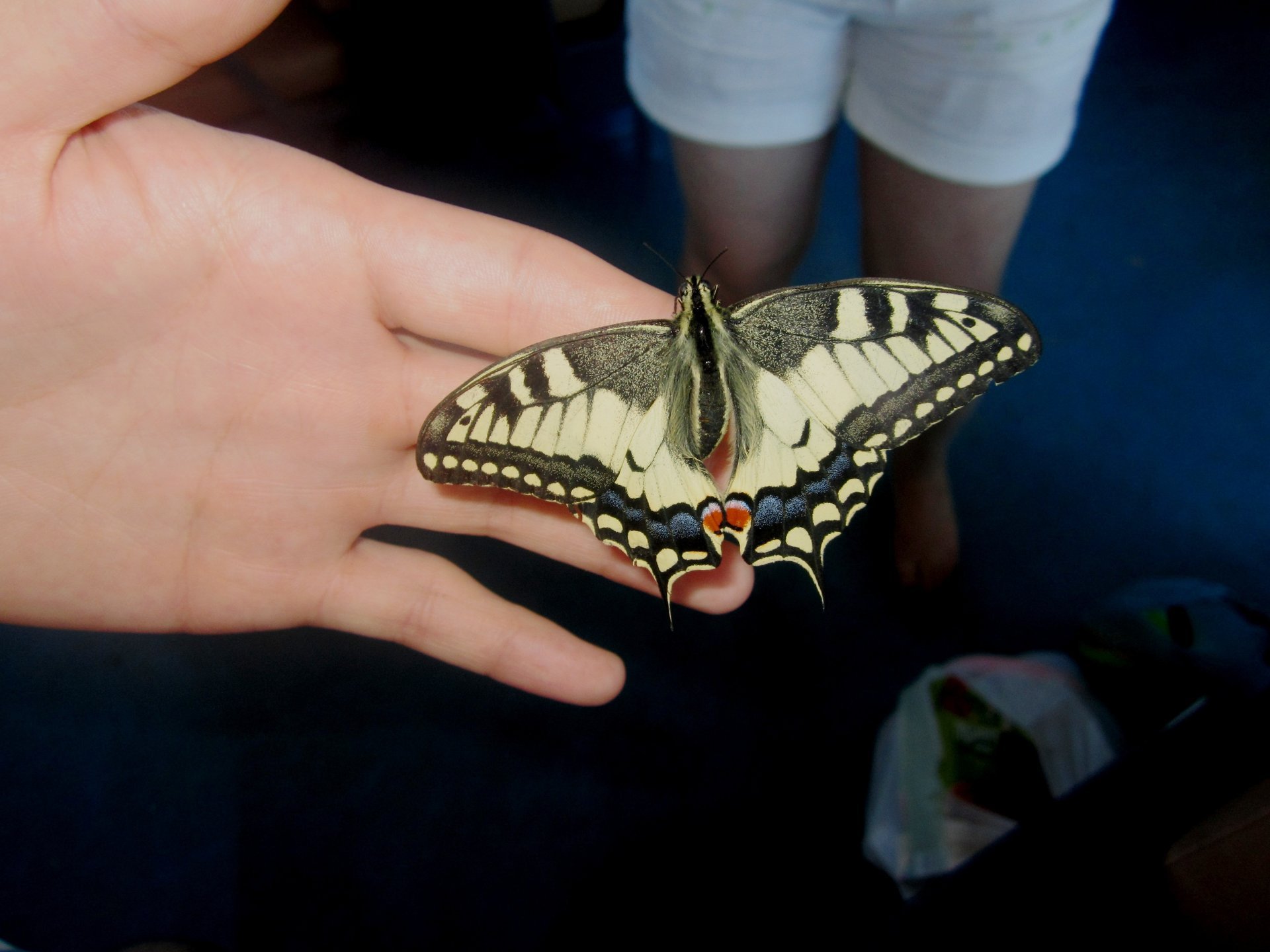 papillon été photo