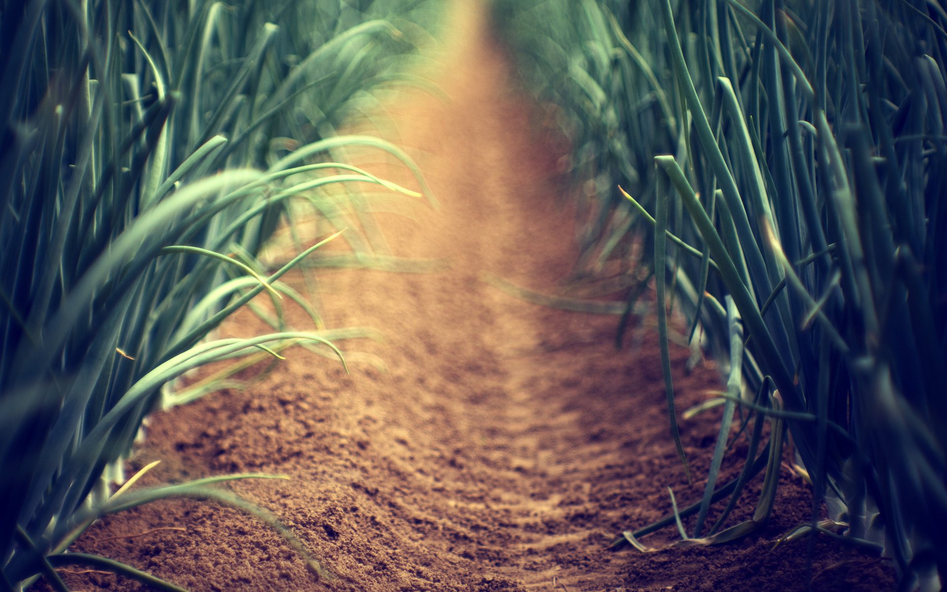 alley vegetable garden alleys path plants macro wallpaper