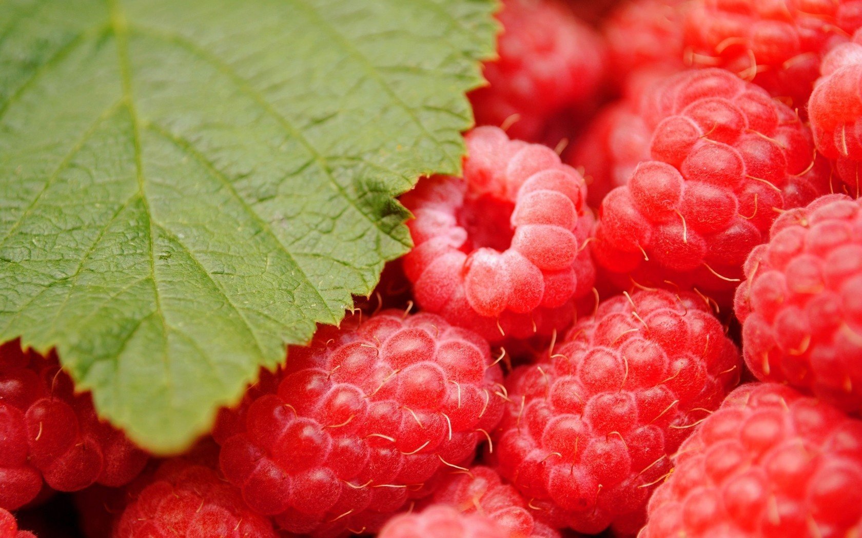 yummy feuille framboise baie gros plan