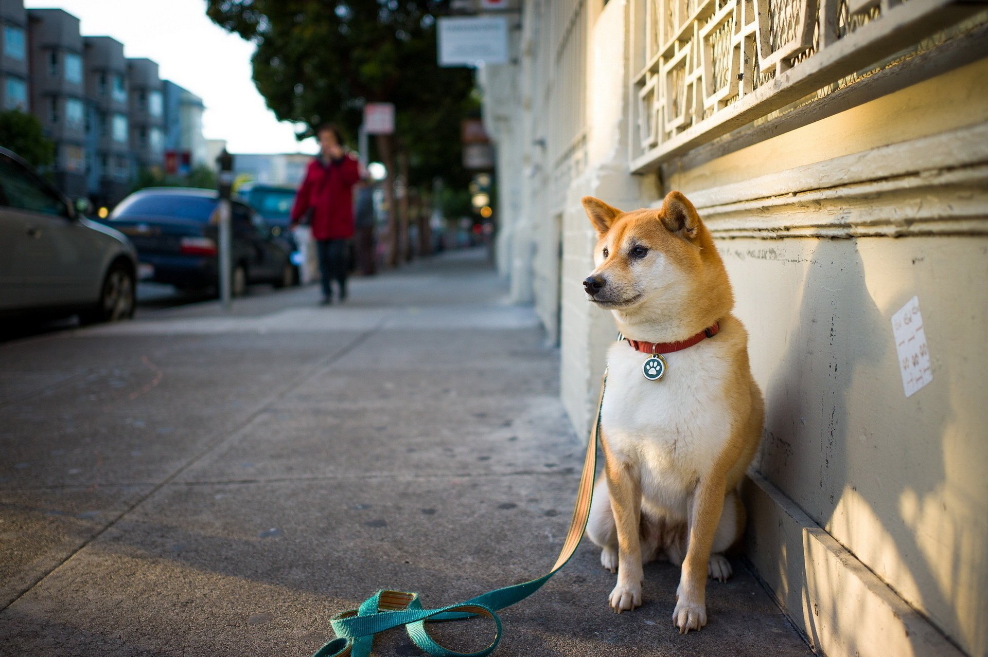 rue ami chien