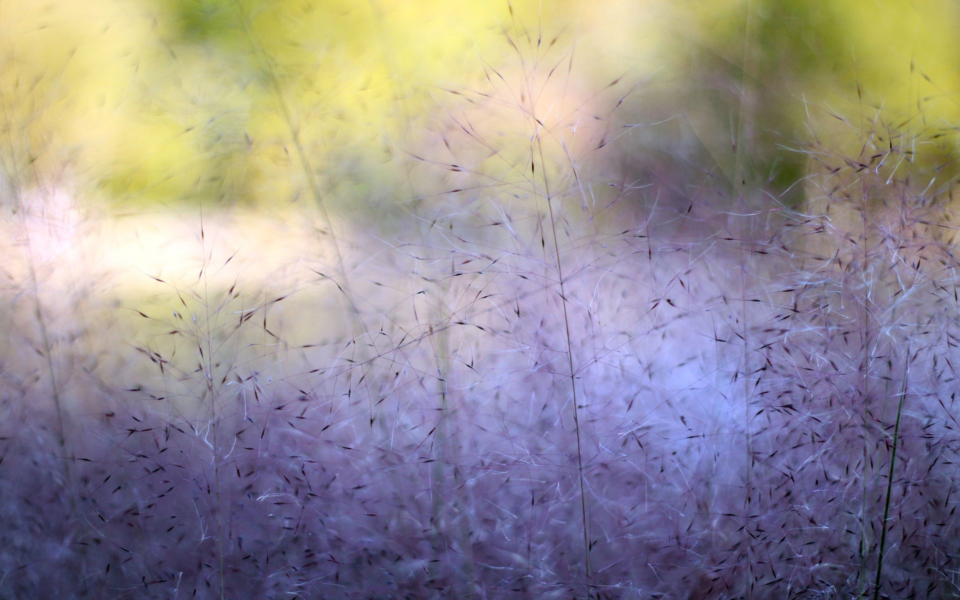 makro rośliny farby krzewy natura fiolet trawa