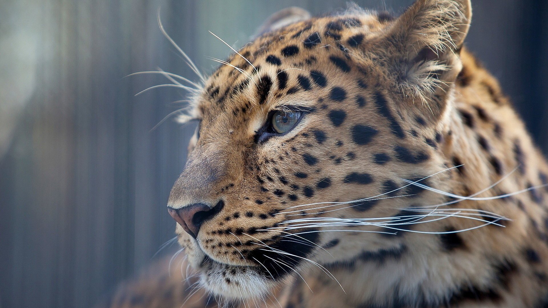 leopardo sfondo carta da parati profilo muso baffi sguardo