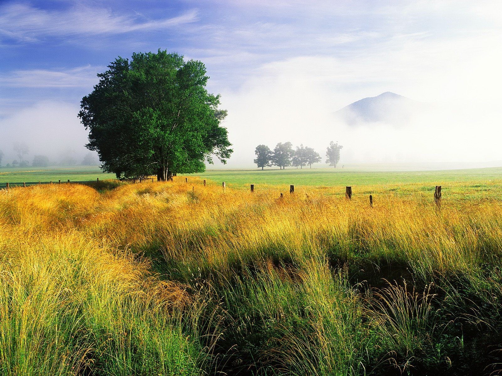 the field tree grass sky