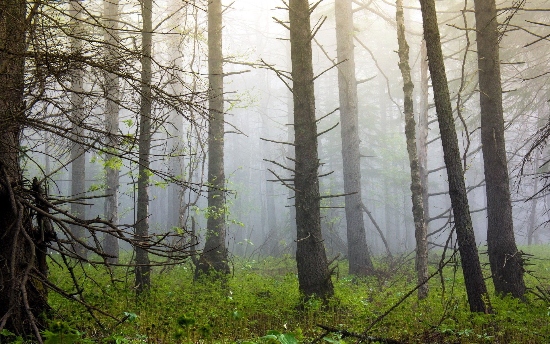 foresta nebbia alberi natura