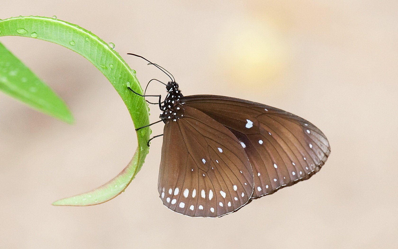 papillon brun feuilles herbe