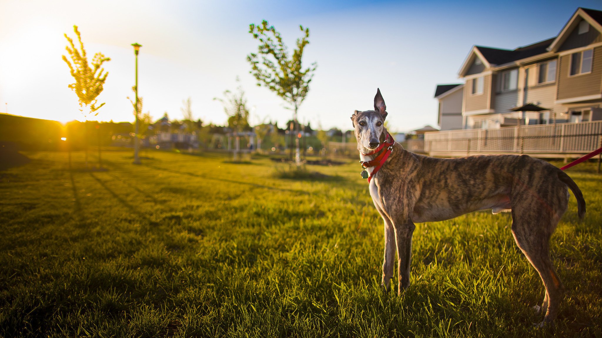 light dog house