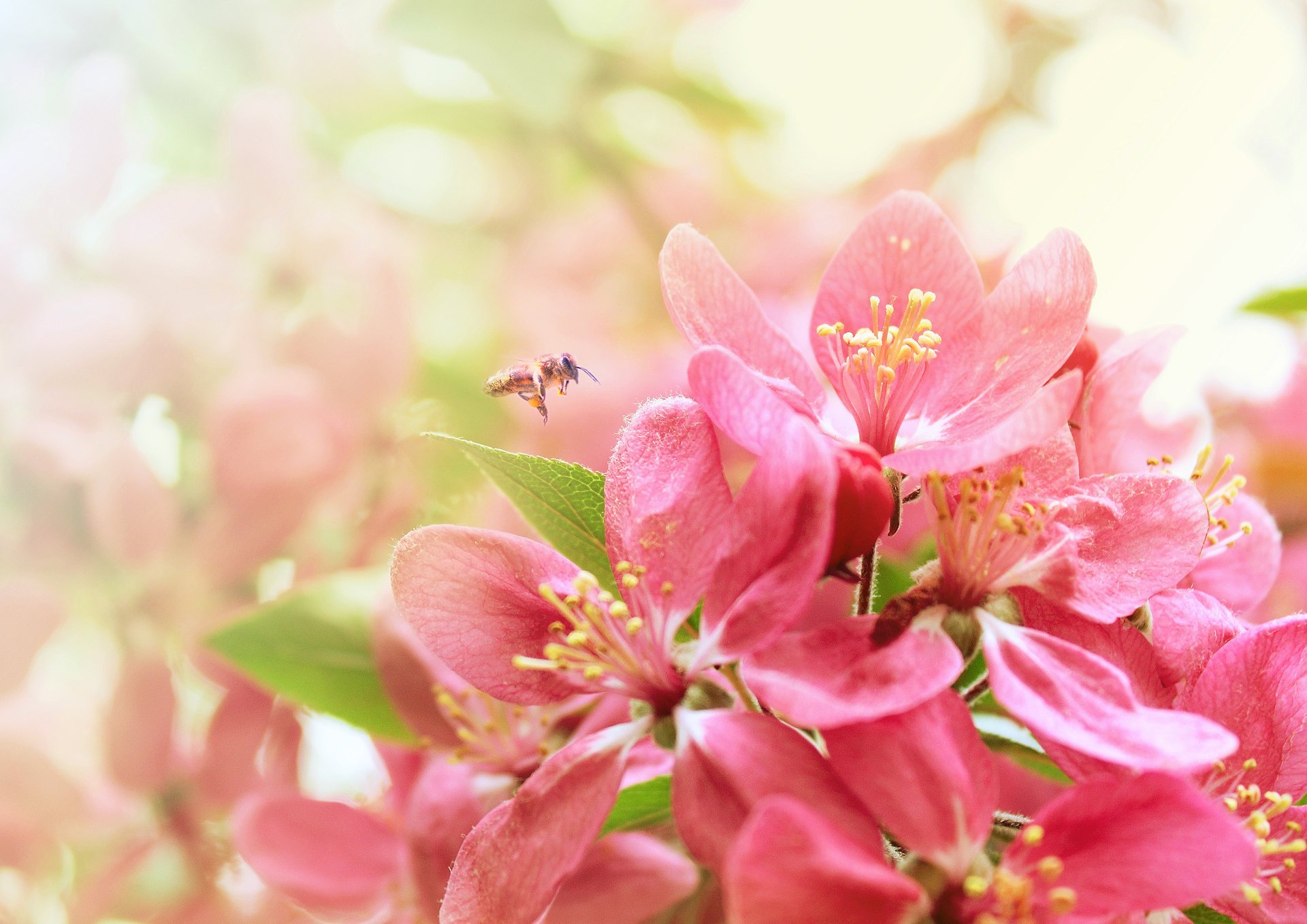 sakura floraison printemps abeille