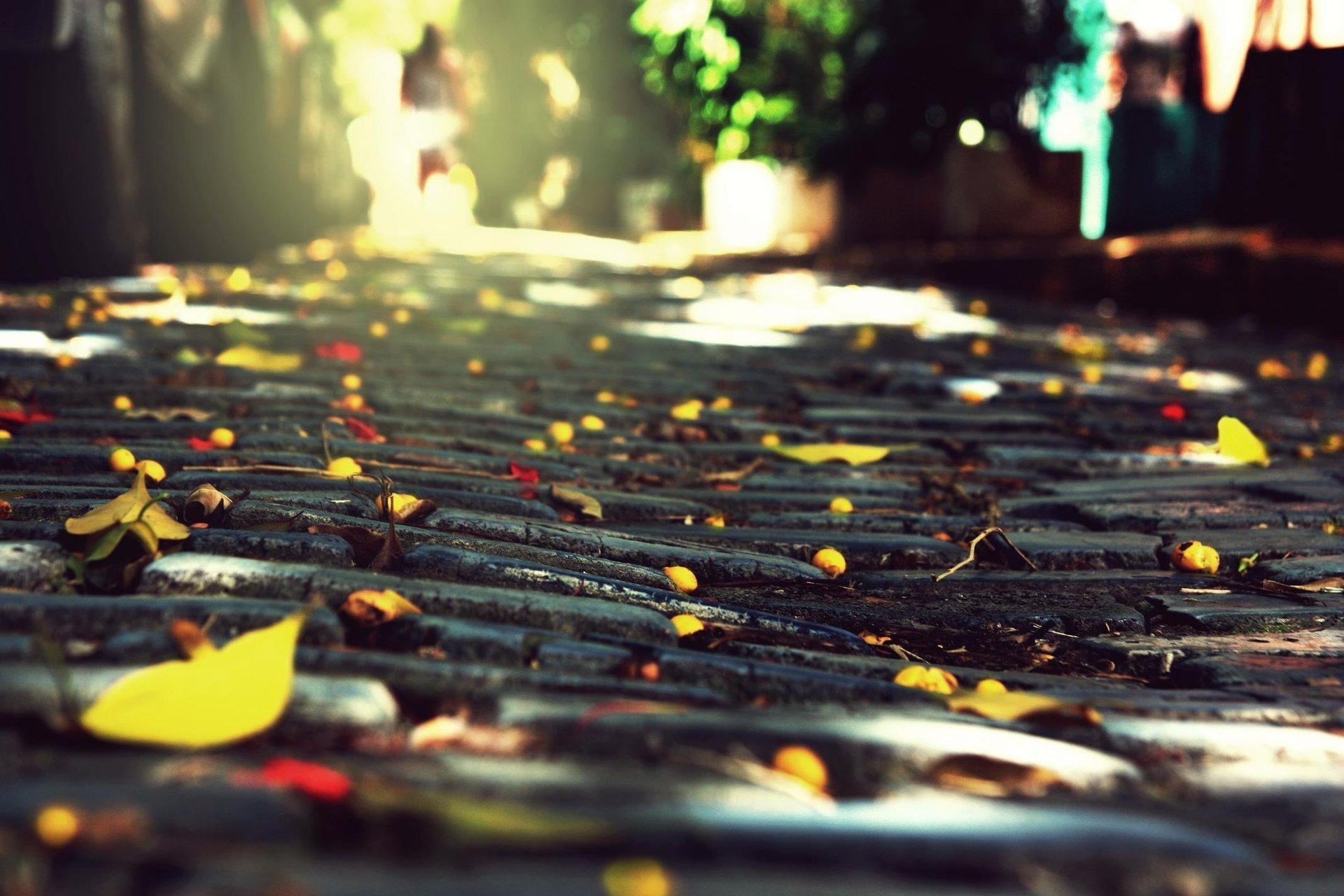 the city macadam stones autumn foliage