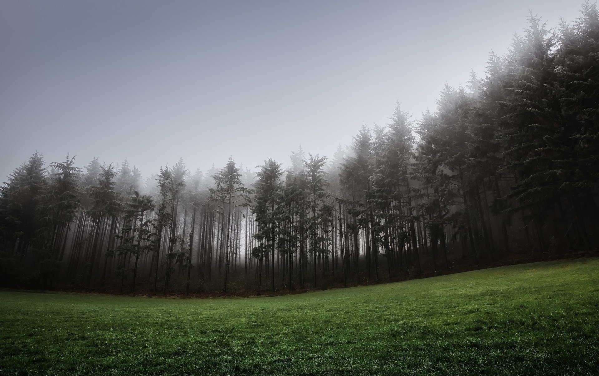 conifere prato erba nebbia foresta collina cielo alberi sera