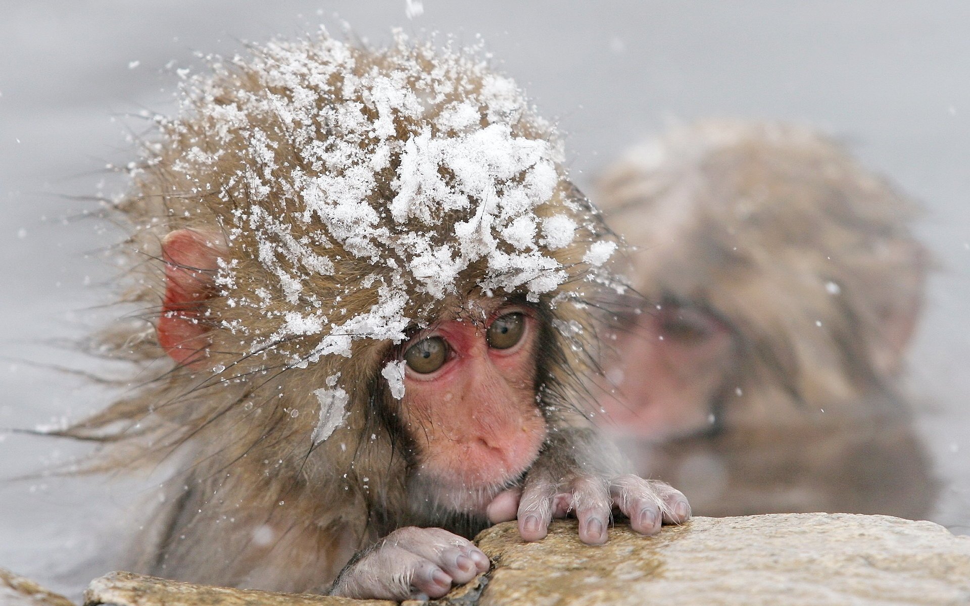 monkey snow winter water cold