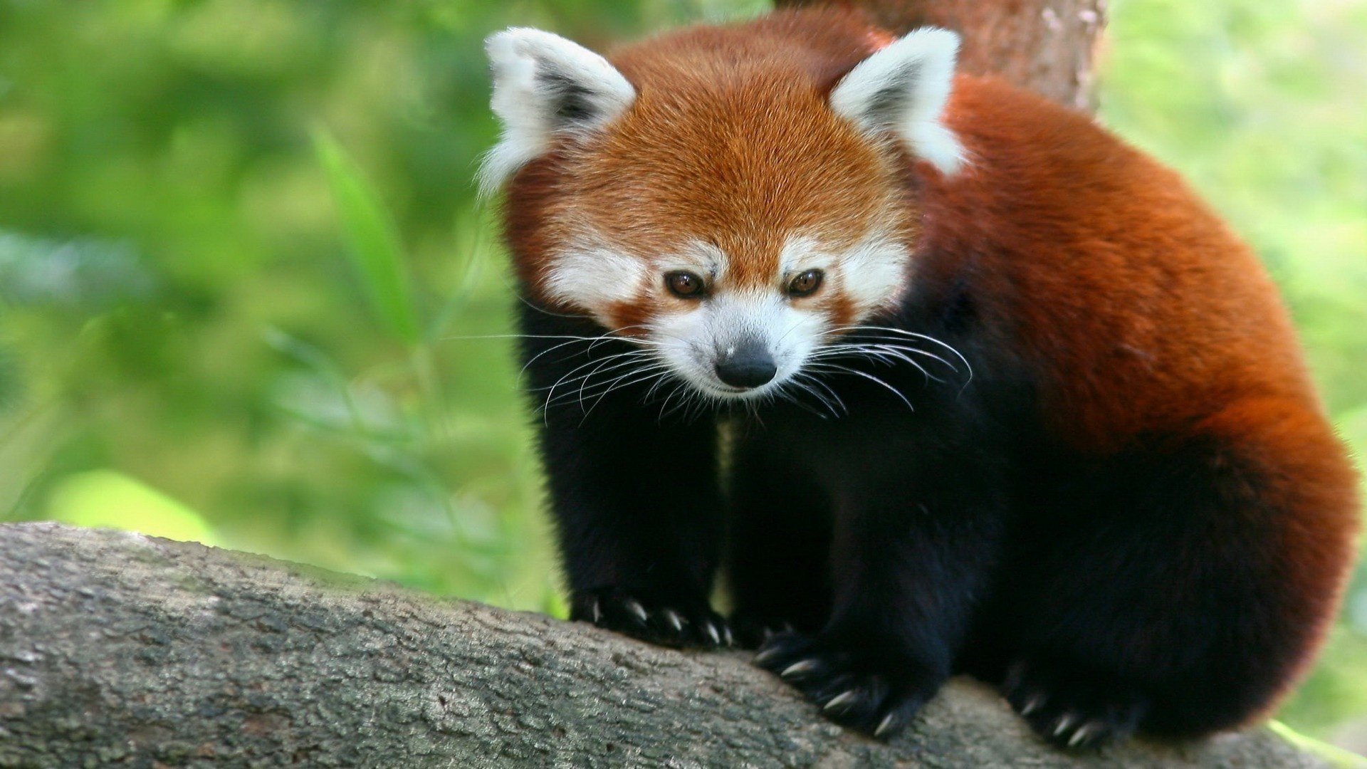 firefox rosso orso di bambù piccolo panda panda