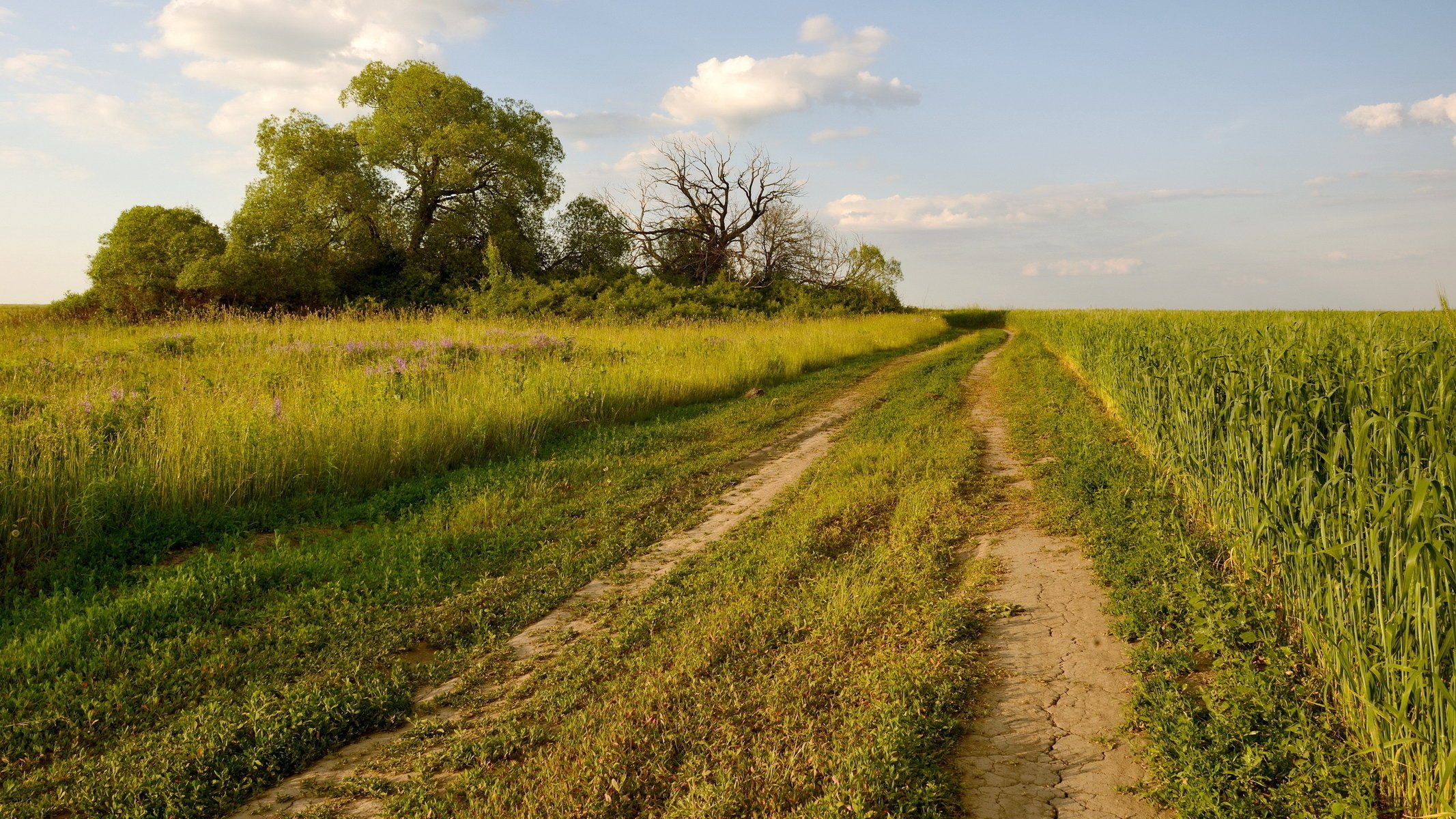 nature route été paysage champ