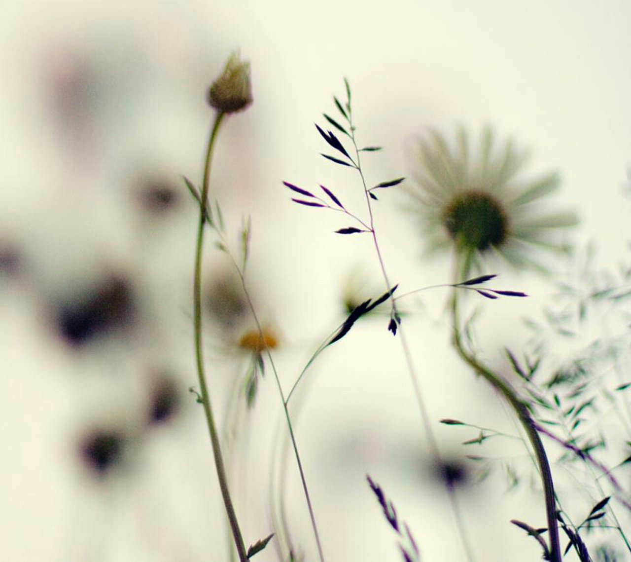 fiori natura bianco