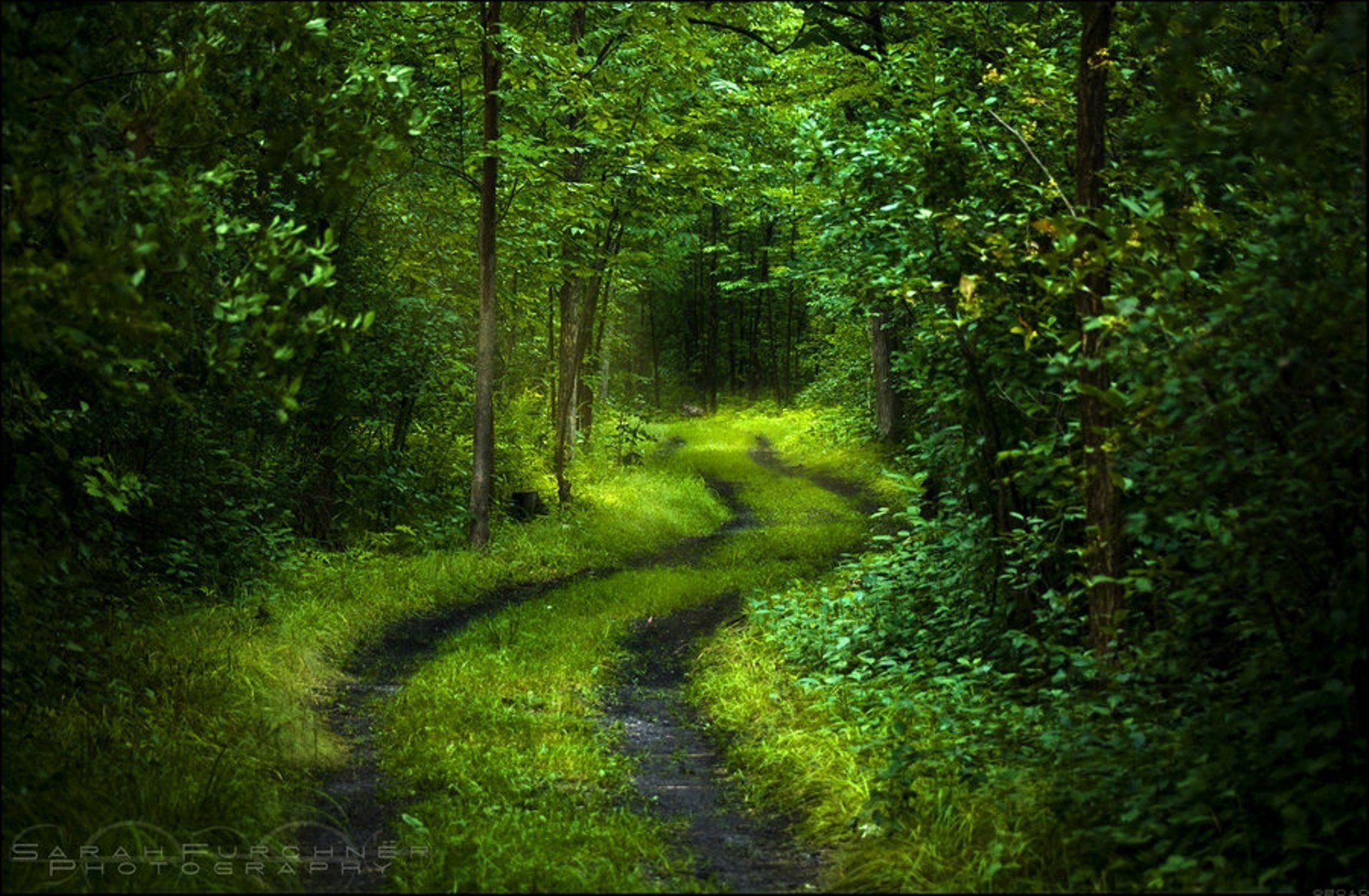 forest road foliage light freshness green tree