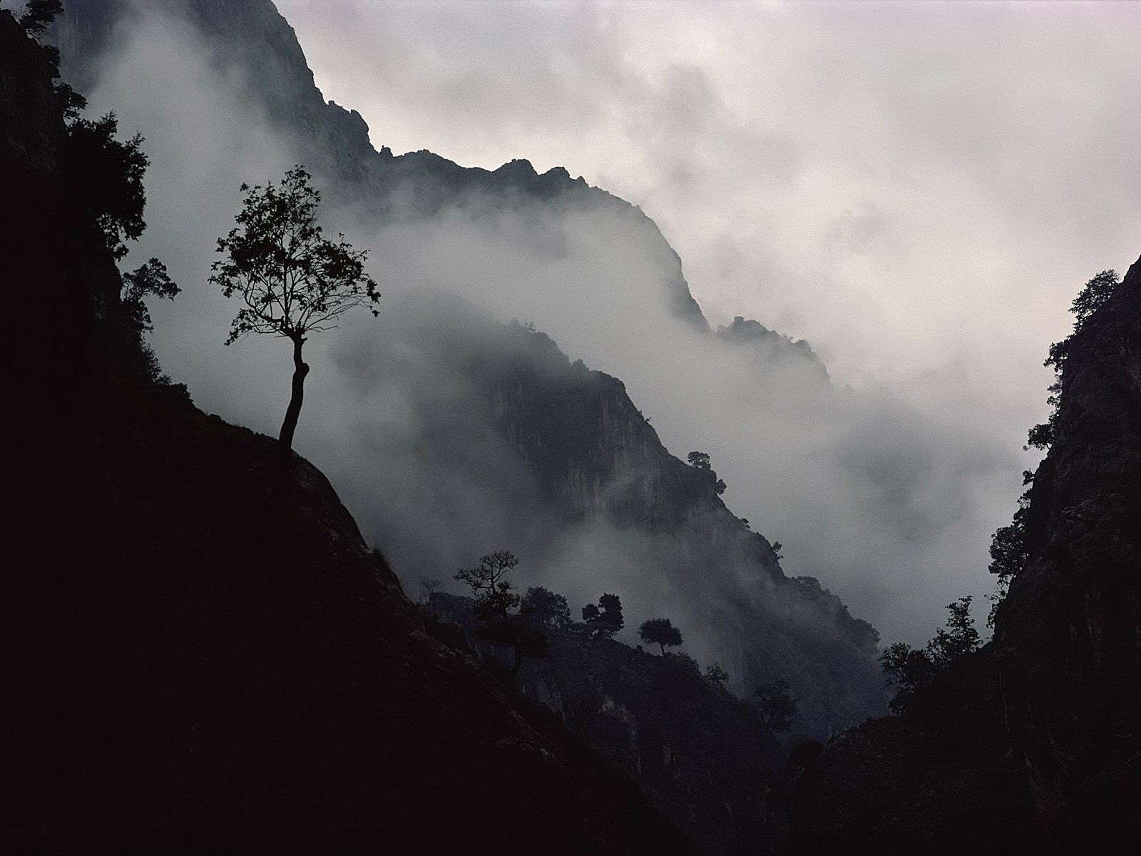 baum hang berge nebel