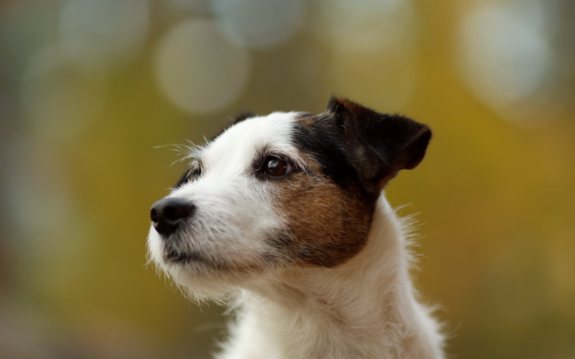 perro fondo mirada