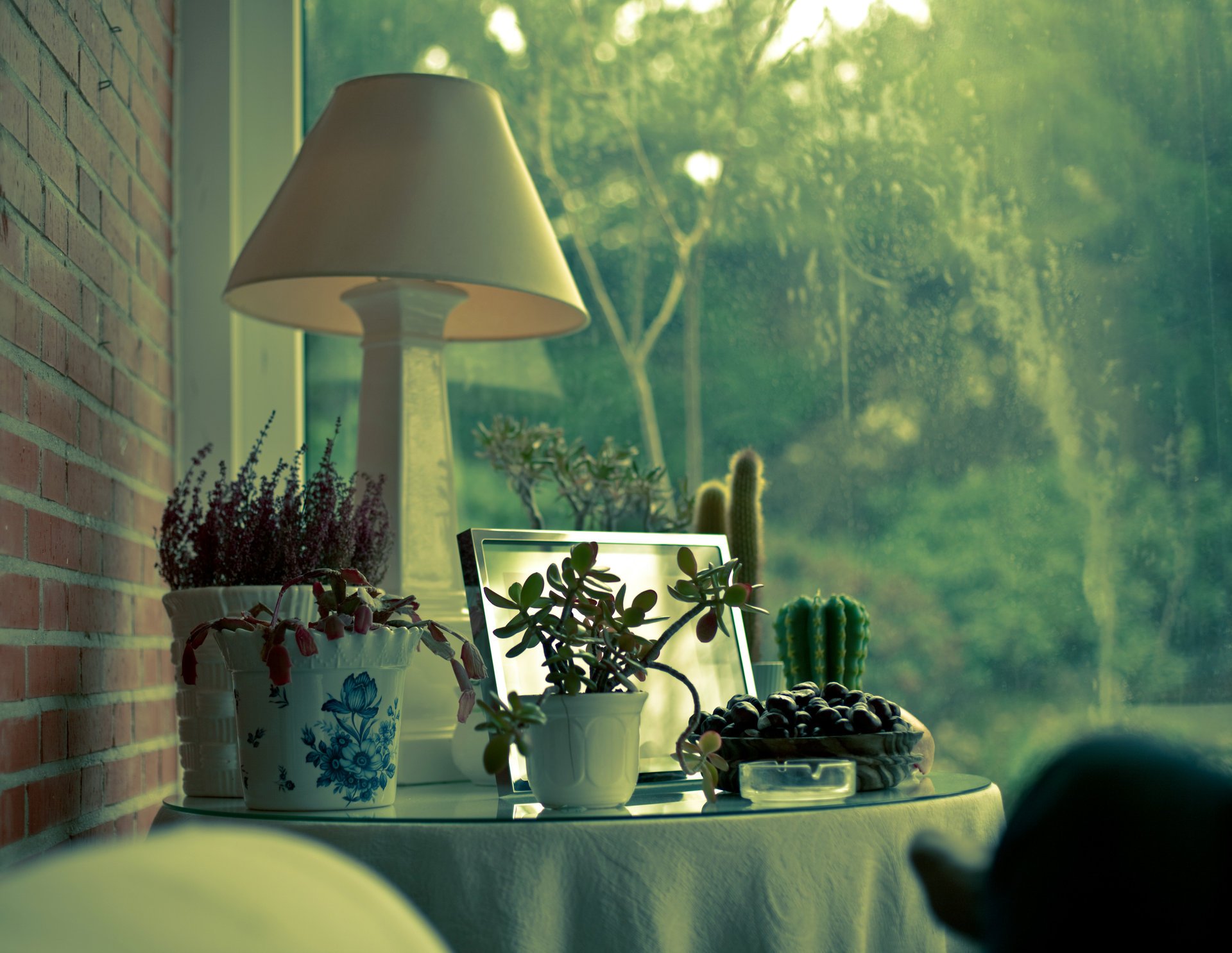 house cactus lamp plants window