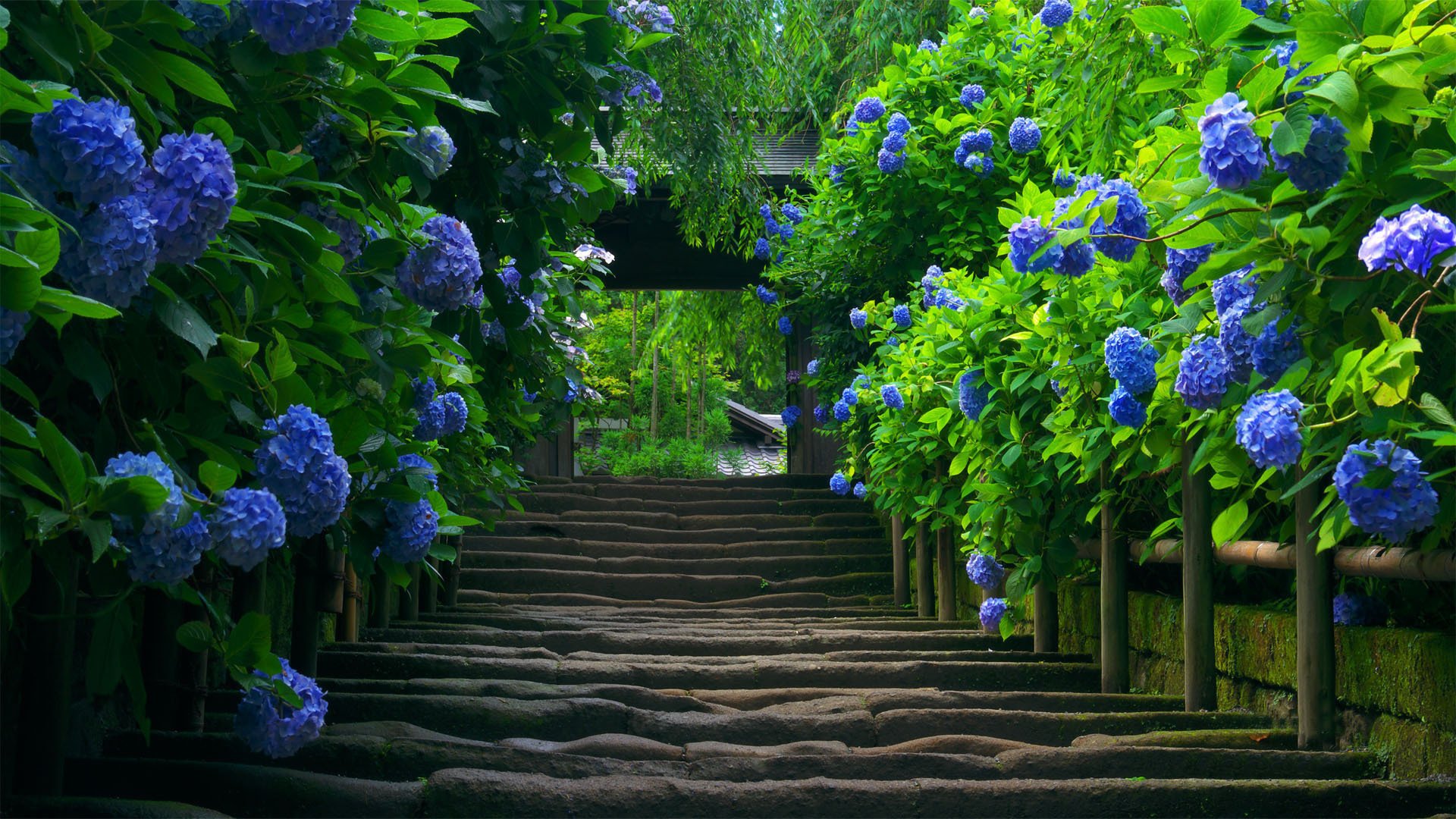 hortensie japan treppe natur pflanze stufen aufstieg grün laub schönheit