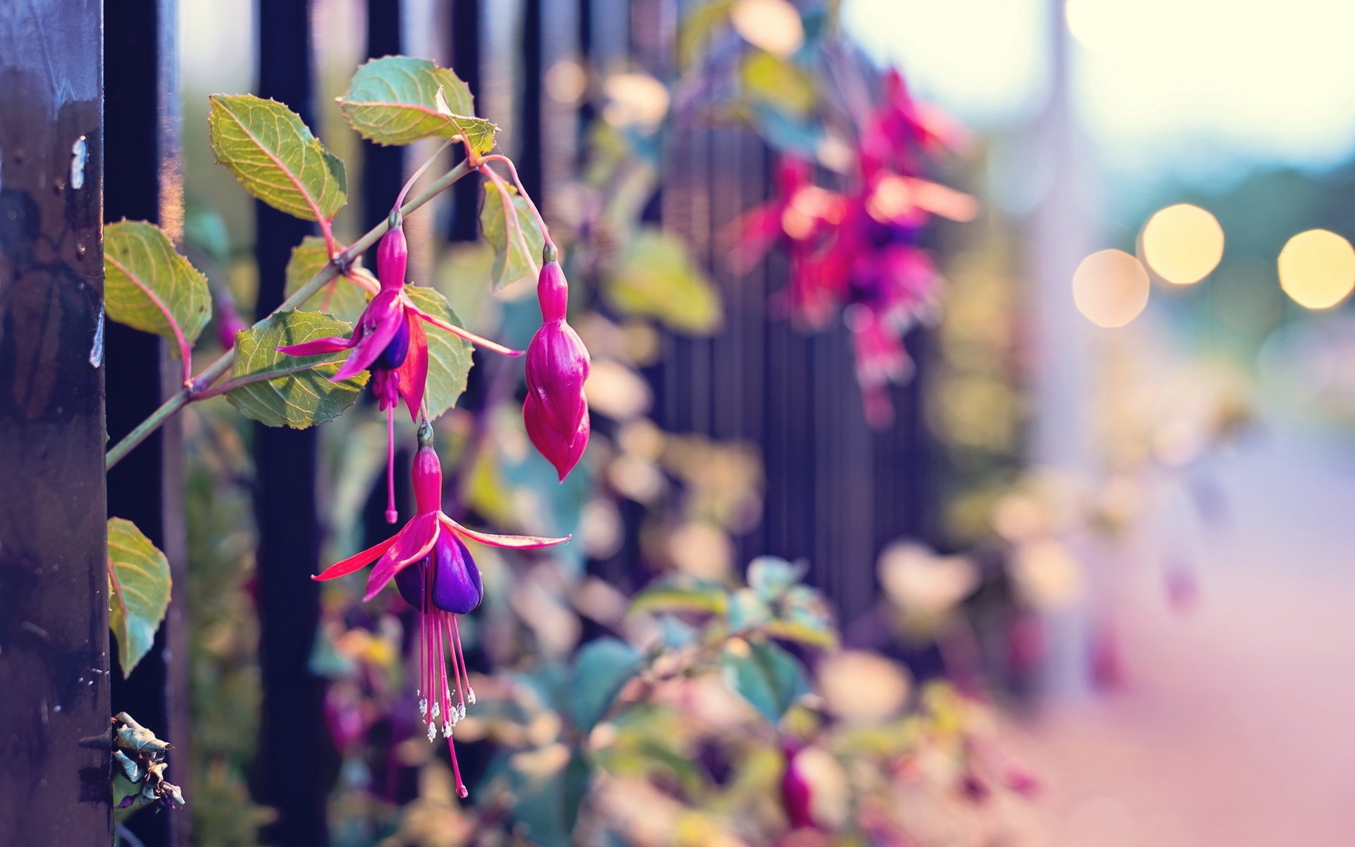 blumen zaun straße makro