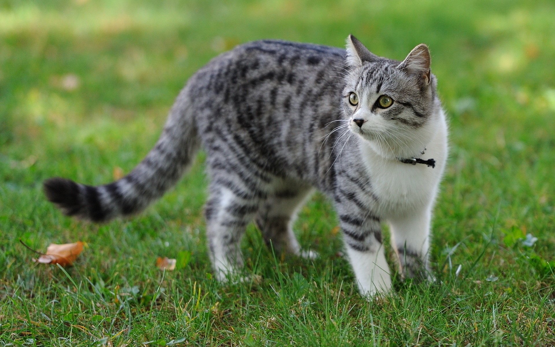 gato verano hierba