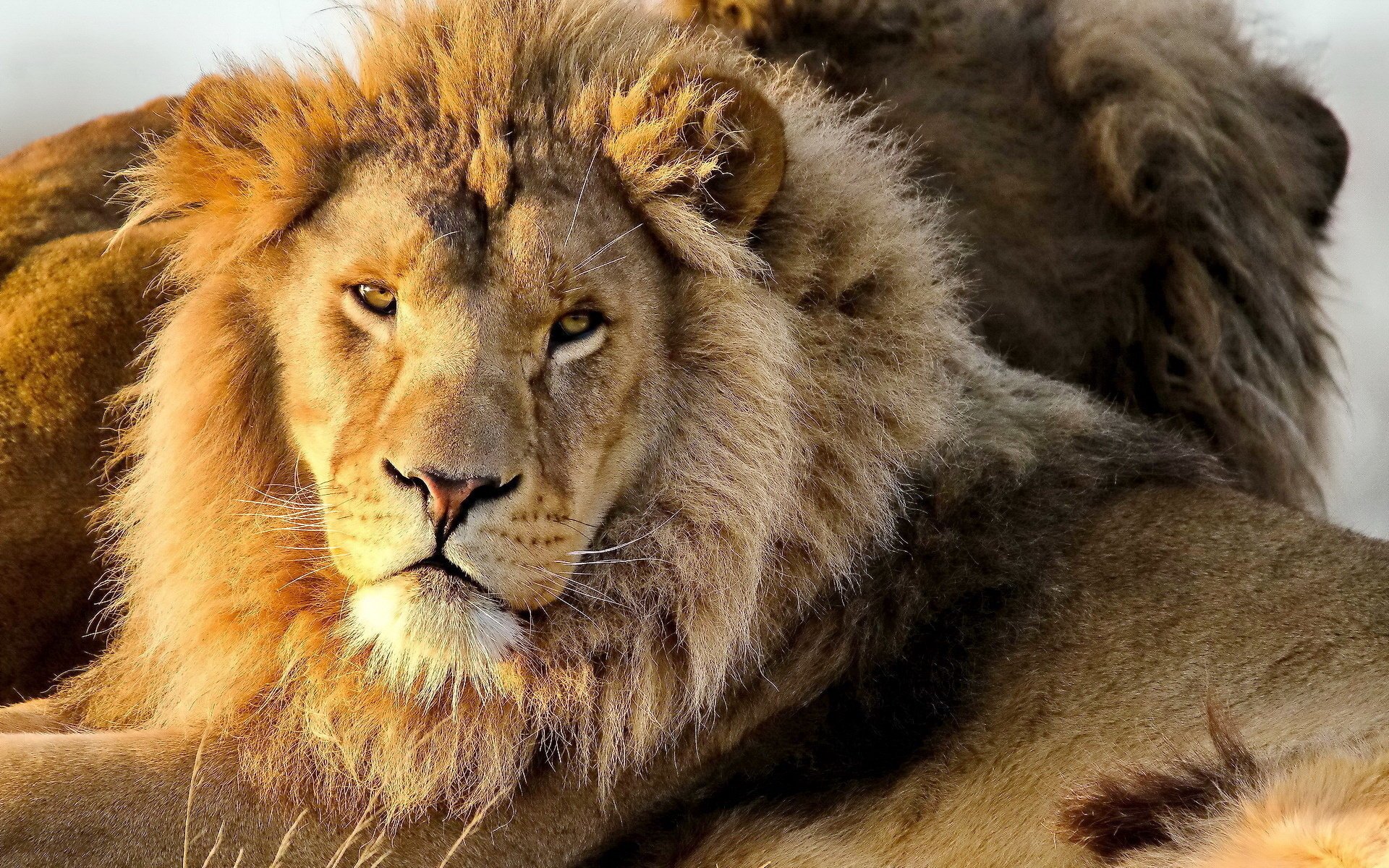 lion museau moustache panthera leo lion regarde prédateur crinière