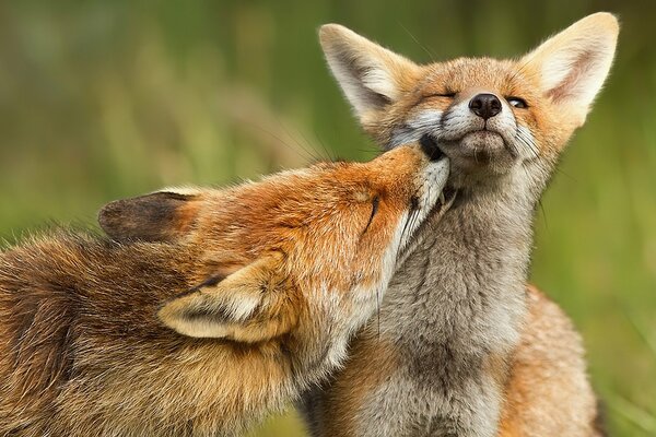 L atteggiamento dei predatori l uno verso l altro