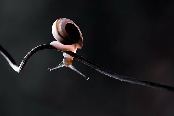 Petit escargot rampant sur la tige