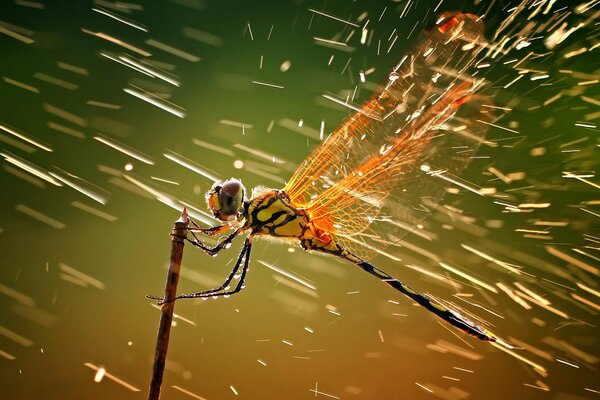 La libellula si aggrappa a una canna sottile