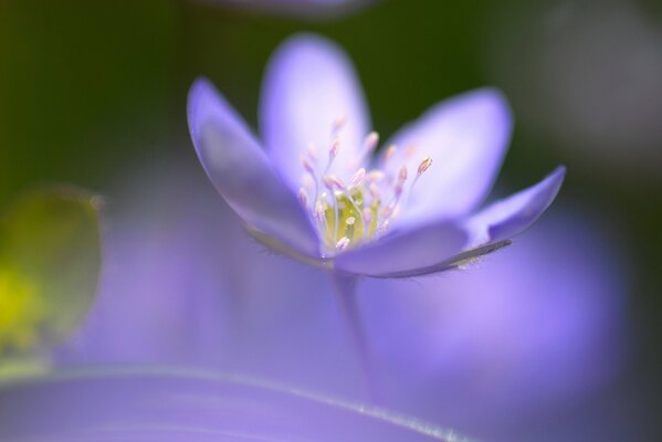 Blue blurred focus one ra flower middle