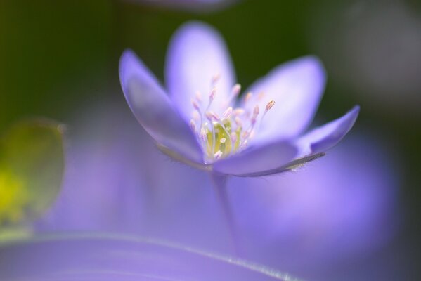 Azul borroso enfoque una flor RA medio