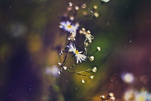 Autumn macro photo of shining daisies