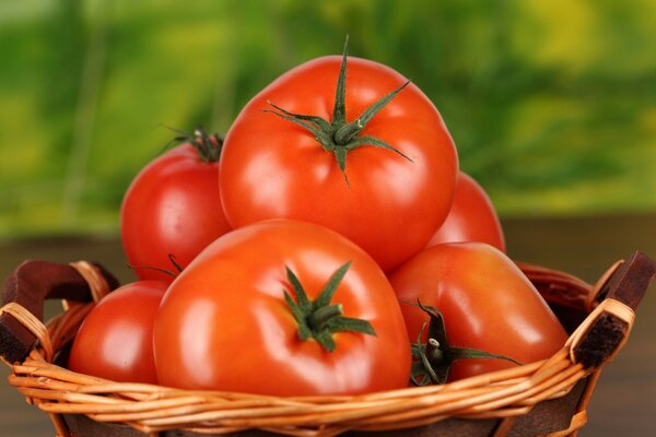 Ripe red tomatoes tomatoes in a small basket