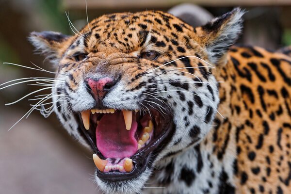 Räuberischer Grinsen mit Jaguarzähnen