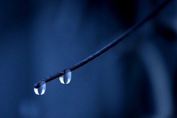 Droplets hang from a branch on a blue background