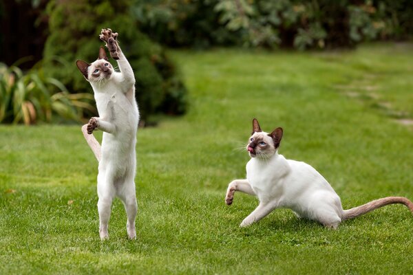 Para kotów bawi się na zielonej łące