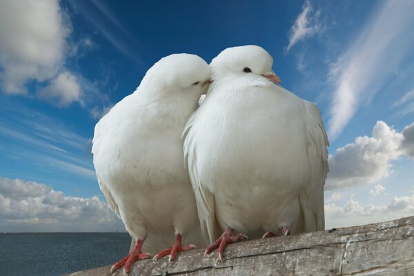 Tauben weiße Wolken küssen ein Paar Zärtlichkeit